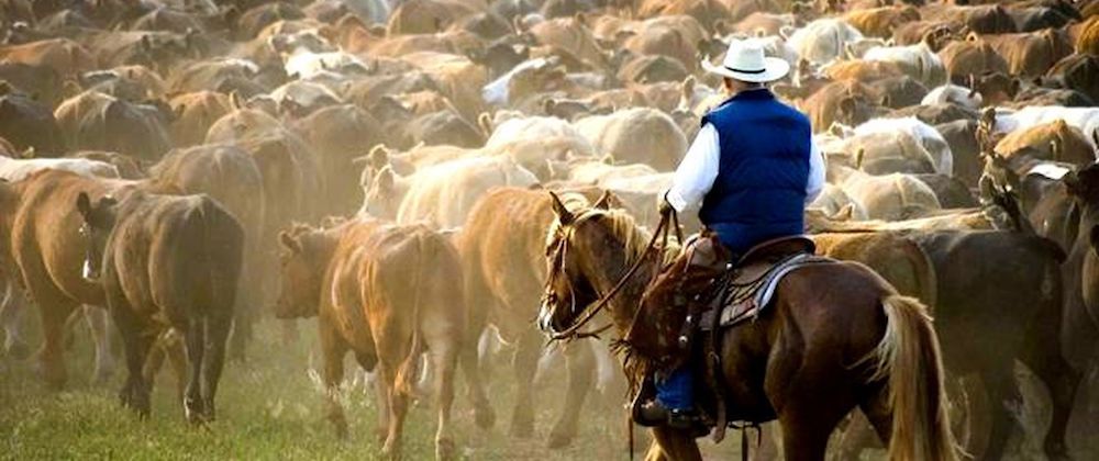 Working Cowboy Special From Beck Boots - Handmade Cowboy Boots For Hard Working Cowboys